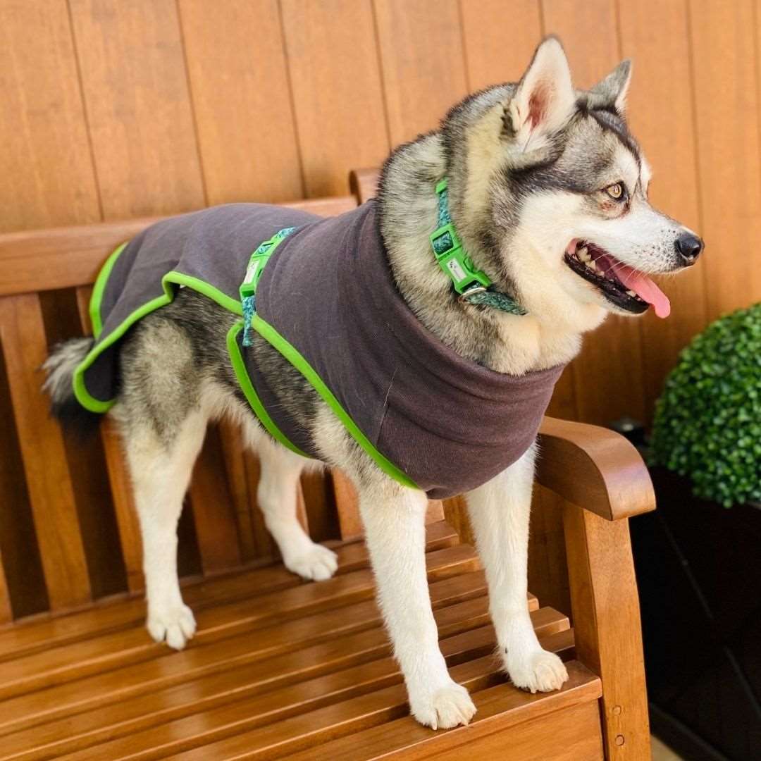 Harness friendly hotsell dog sweater